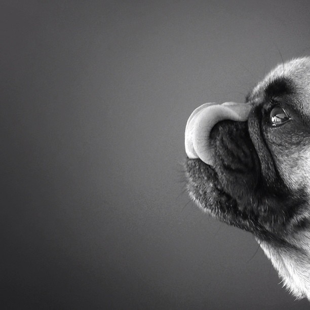 norm-the-pug-dog-photography-thumb640