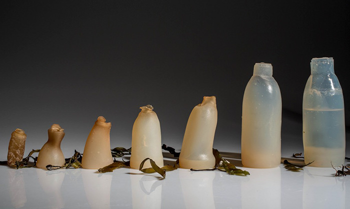 algae bottle