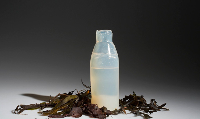 algae bottle