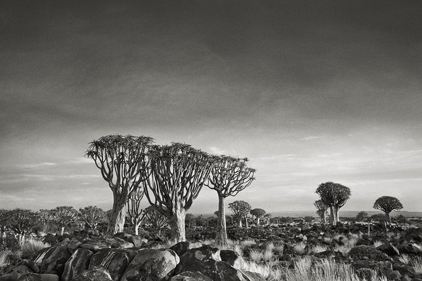 Beth Moon - QUIVER TREE FOREST